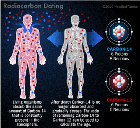 does carbon dating work on humans